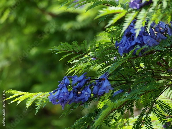 Fototapeta ジャカランダの咲く季節