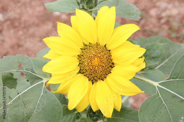 Fototapeta sunflower