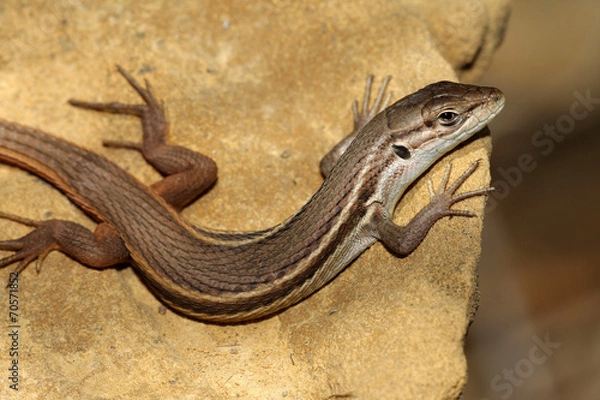 Obraz Large Psammodromus - Psammodromus algirus