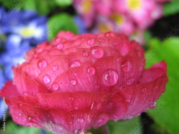 Fototapeta renoncule