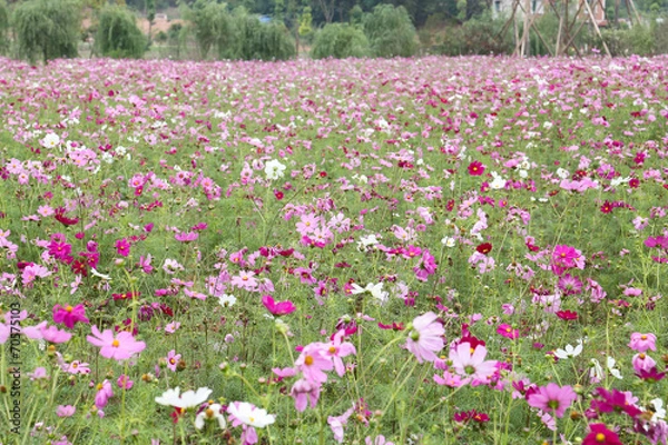 Fototapeta coreopsis