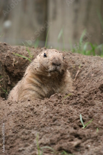 Obraz prairie dog