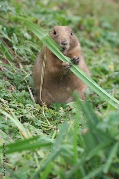 Obraz prairie dog