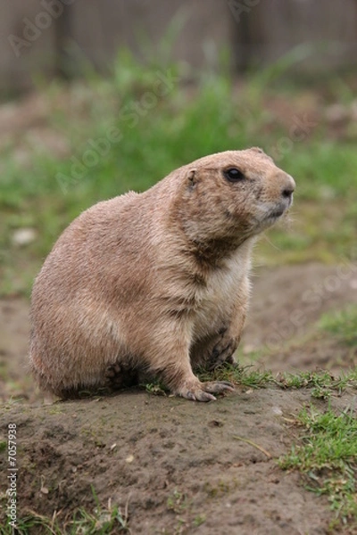 Obraz prairie dog