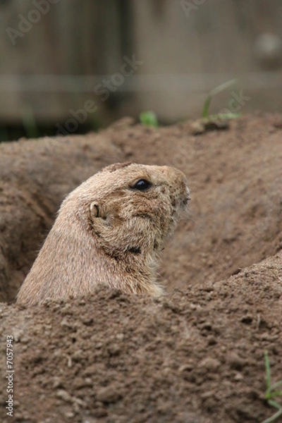 Obraz prairie dog