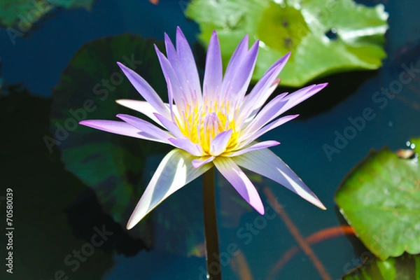 Fototapeta purple lotus in pond