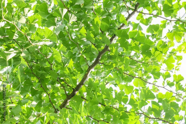 Obraz gingko leaf