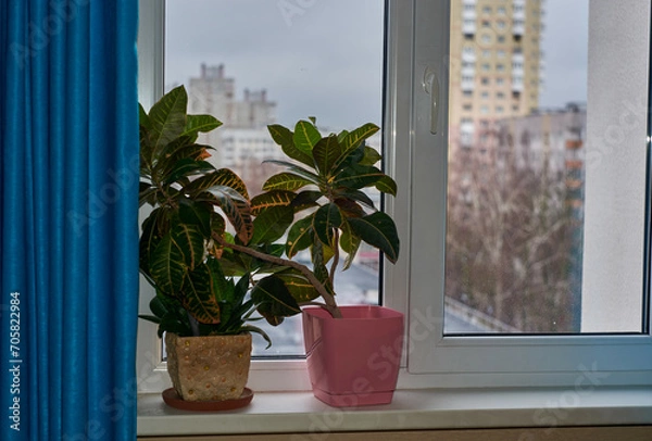 Obraz window with flowers