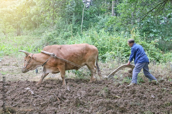 Obraz aisan peasant ploughing