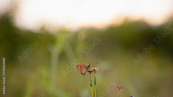 Fototapeta yellow butterfly with a beautiful background, as well as details of a butterfly