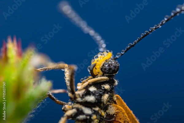 Fototapeta detail of a butterfly, taken at close range so that it appears clear and sharp to the butterfly's eye