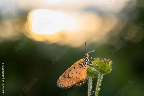 Fototapeta detail of a butterfly, taken at close range so that it appears clear and sharp to the butterfly's eye