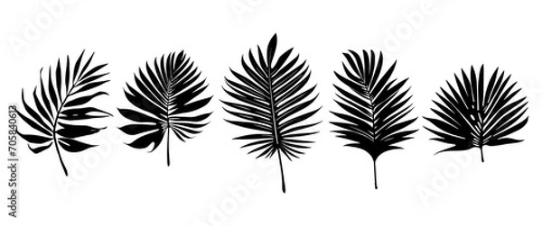 Obraz Beautiful palm tree leaf set silhouette background vector illustration 3.	