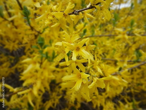 Obraz Yellow forsythia background
