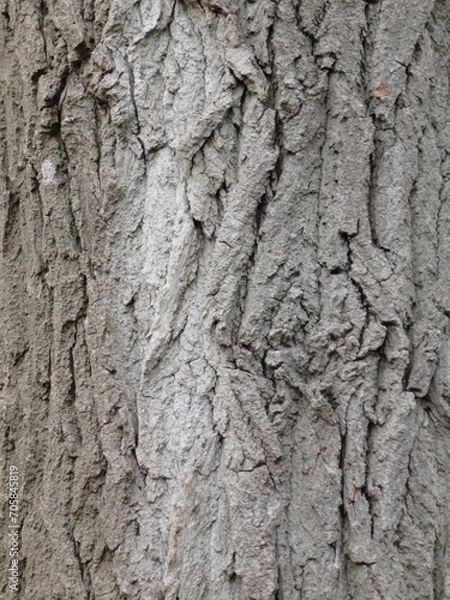 Fototapeta Tree trunk texture overlay scrapbooking