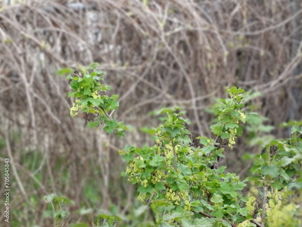 Obraz Spring blackcurrant branch