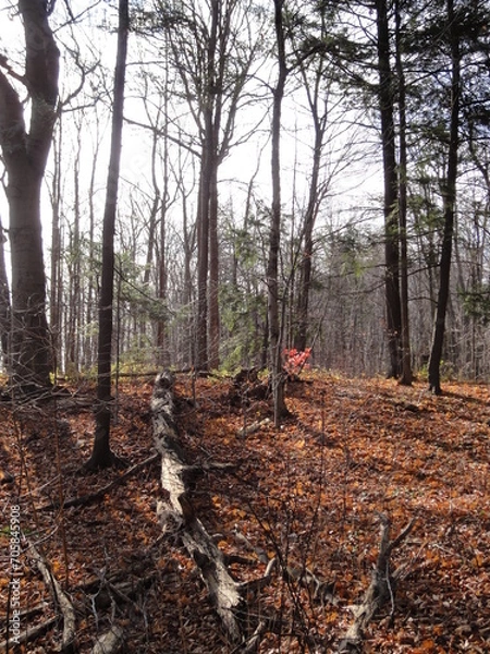 Obraz Fall forest with fallen trees and moss 