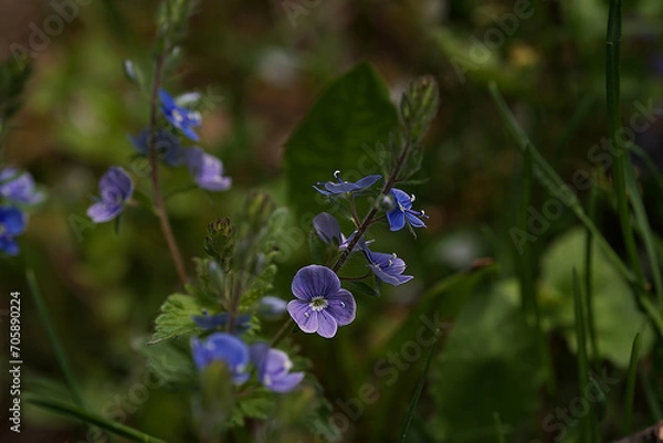 Obraz Purple small flowers