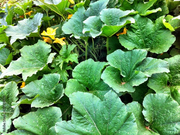 Fototapeta Pumpkin plants and its green leaves.
