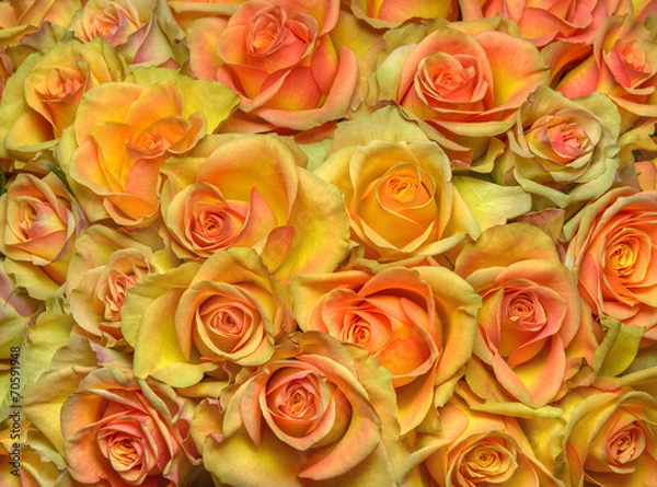 Obraz Yellow roses background