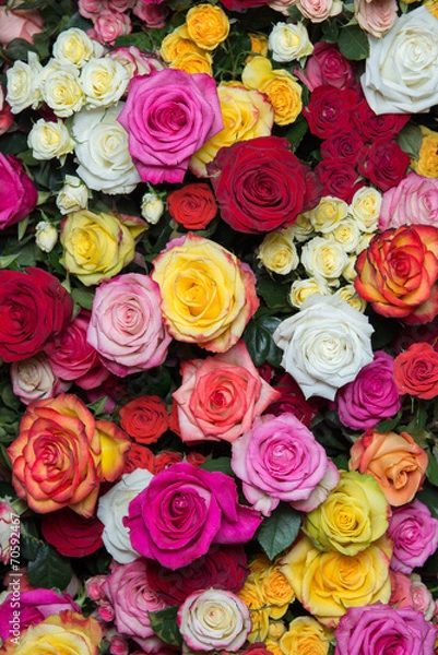Obraz multicolored roses 2
