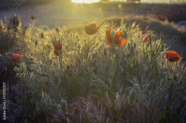 Obraz poppy meadow lit by the first rays of the rising sun