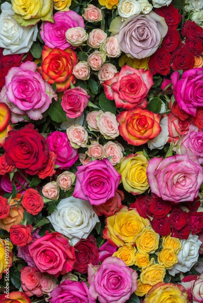 Obraz multicolored roses