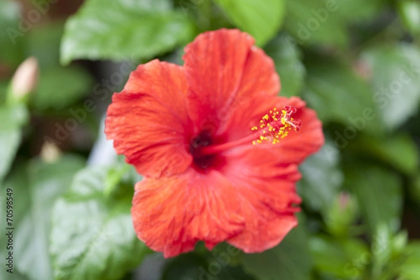 Fototapeta ハイビスカスの花