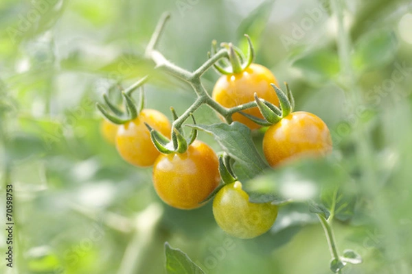 Fototapeta マイクロトマト