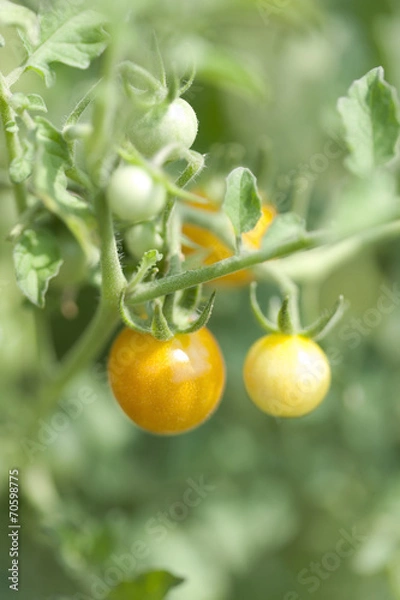 Fototapeta マイクロトマト