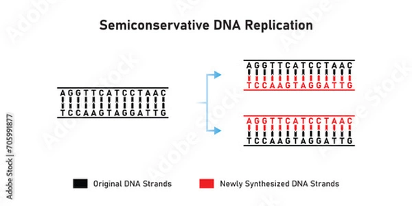 Obraz Semiconservative DNA Replication Scientific Design. Vector Illustration.