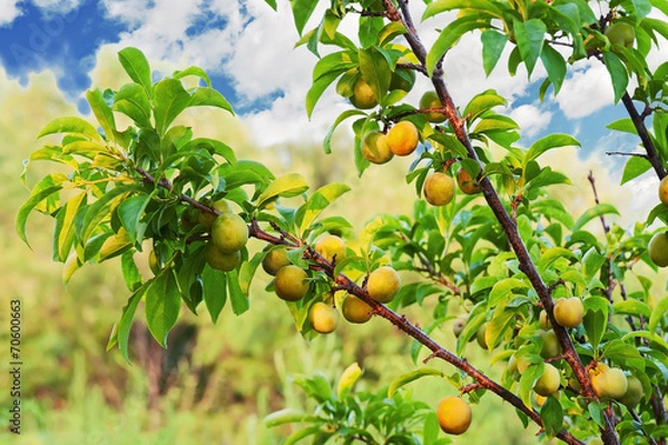 Fototapeta Yellow plum tree with fruits growing in the garden.