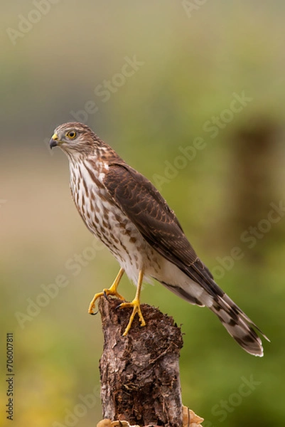 Obraz Sharp-shinned Hawk juvenile perched taken in northern MN