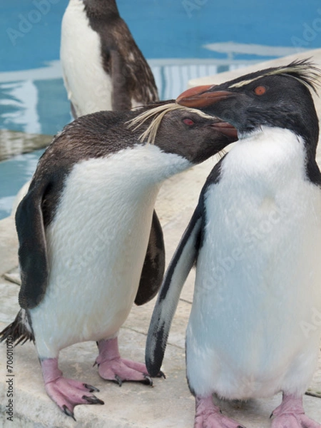 Fototapeta イワトビペンギン