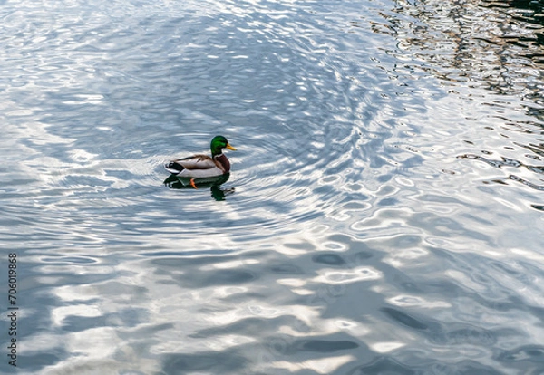 Obraz Duck And Ripples