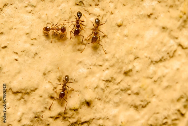Fototapeta Four ants on yellow background. Its scientific name is tetramorium depressum