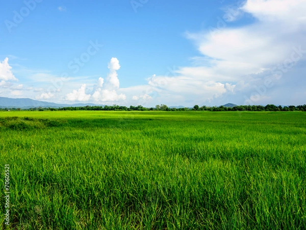 Obraz rice field landscape