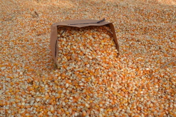 Fototapeta corn as a food ingredient and source of carbohydrates