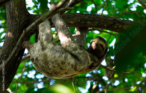 Obraz Sloth, oso perezoso