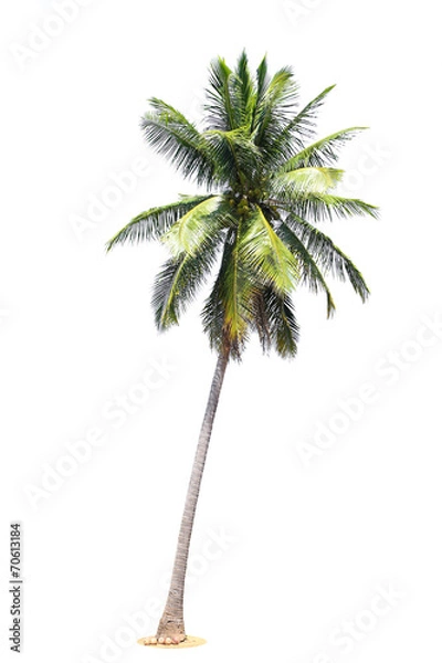 Fototapeta coconut palm trees isolated on white background