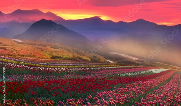 Obraz blooming tulips