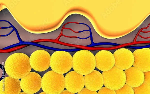Fototapeta subcutaneous fat