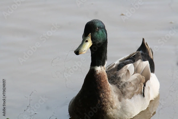 Obraz Mallard
