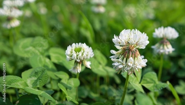 Fototapeta Clover flowering in the garden, with copy space