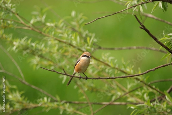 Obraz 新緑の森の中、小枝にとまる雄のモズ
