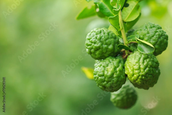 Obraz close up bergamot on tree