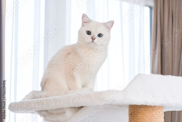 Obraz white cat on the window