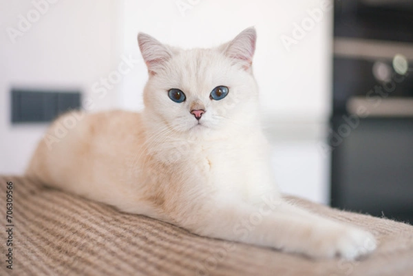 Obraz cat on a chair