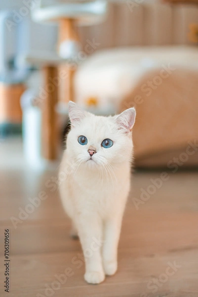 Obraz portrait of a cat