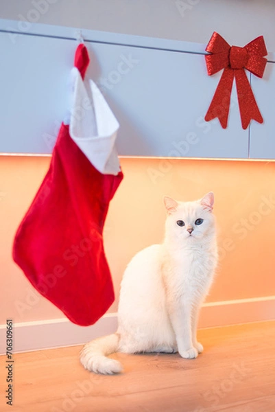 Obraz cat and christmas gift